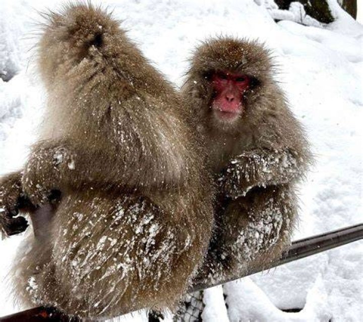 Are The Arctic Monkeys Breaking Up? An In-Depth Analysis