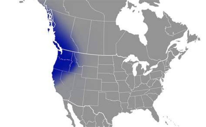 Bellingham Real Country: A Hidden Gem Of The Pacific Northwest