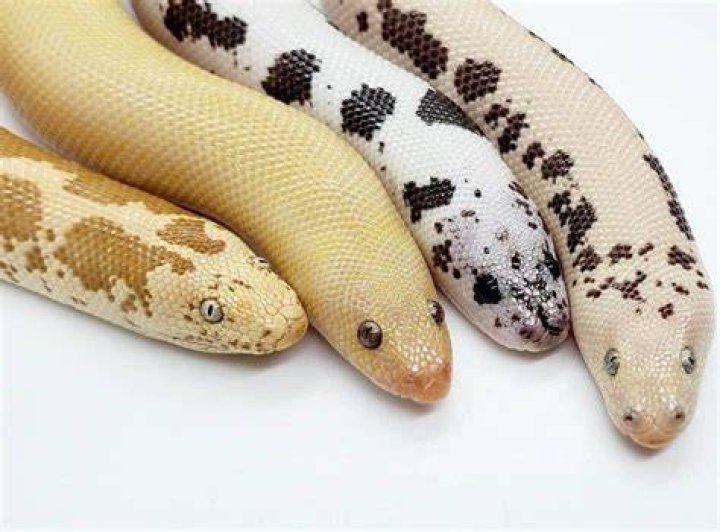 Discovering The Allure Of The White Boa Snake