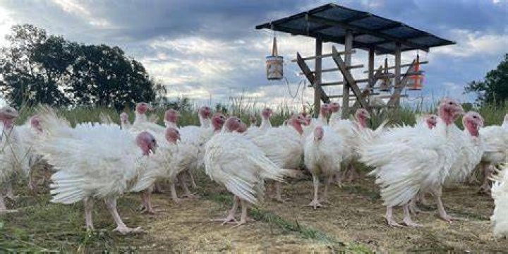 Discovering The Charm Of Turkey Farms In New Hampshire