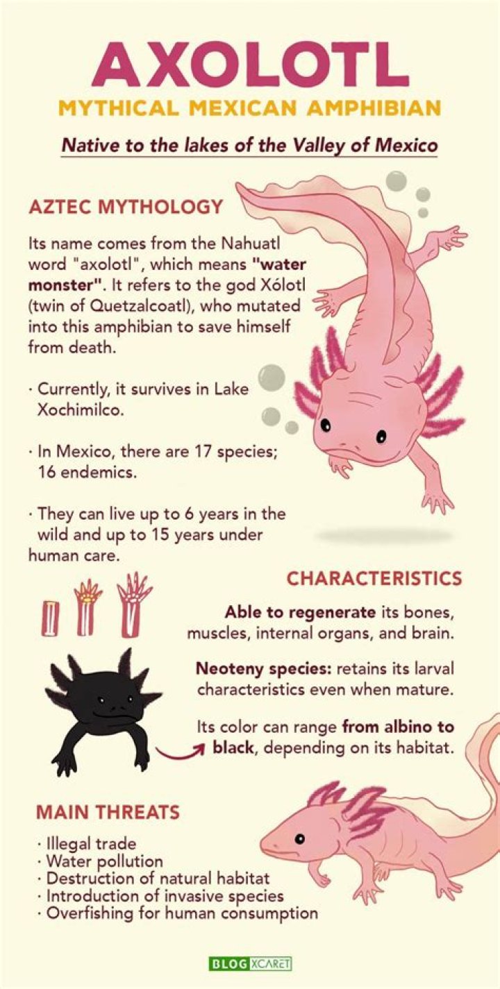 Discovering The Mysteries Of Axolotls: A Fascinating Journey