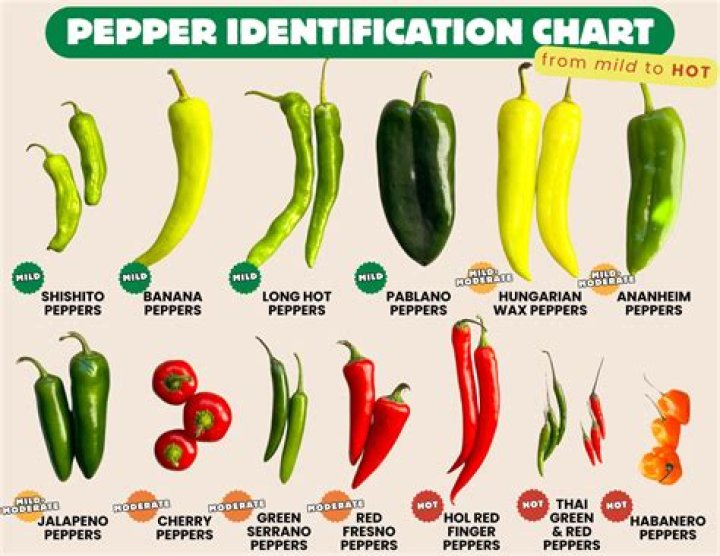 Discovering The Unique Flavor Of Helena Chilli Peppers