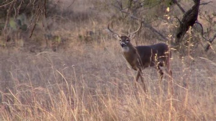 Experience The Thrill Of Deer Rifle Season In Missouri