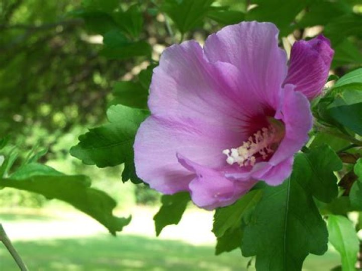 Exploring The Beauty And Significance Of Rose Bundh