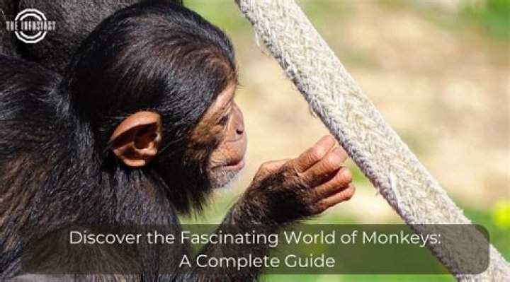 Exploring The Fascinating World Of Kunis
