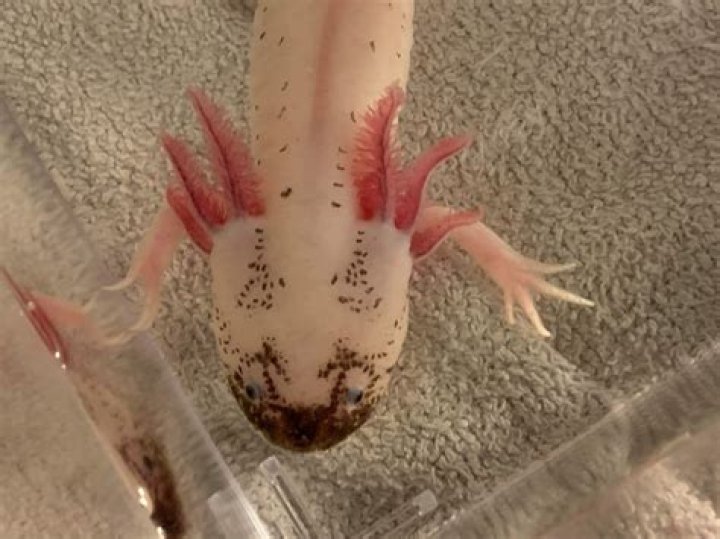 Exploring The Fascinating World Of The Dirty Leucistic Axolotl