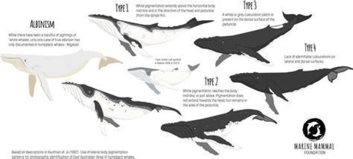How Old Is Nan Hauser? Everything On The Biologist Saved By A Humpback Whale