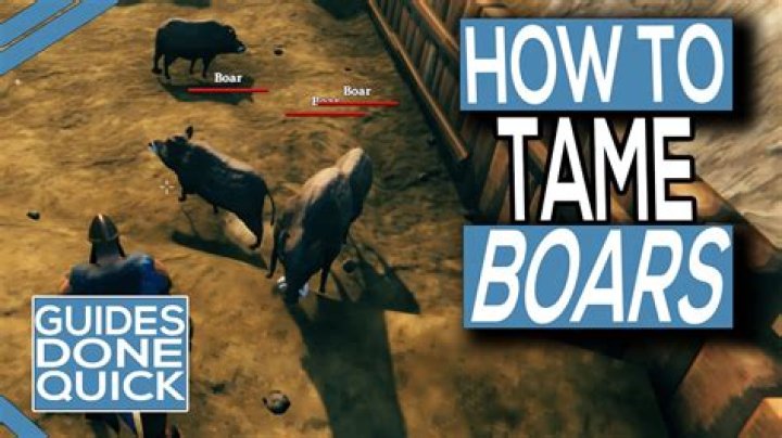 How to Tame Boars in Valheim