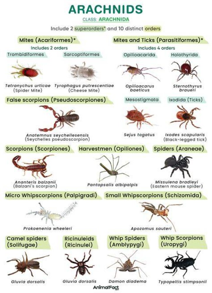 Sophieraiin Spider: The Enigmatic World Of A Rare Arachnid