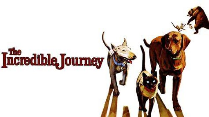 The Incredible Journey Of Sandra Oh Films