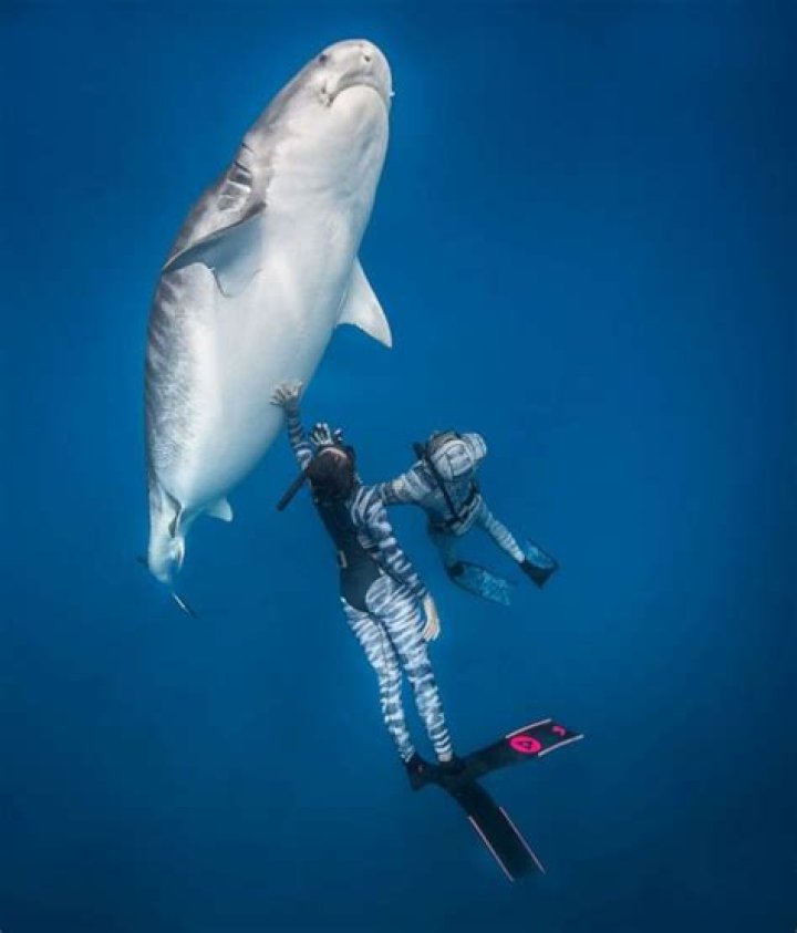 What Is Kori Garza’s Age? Everything To Know About The Shark Diver