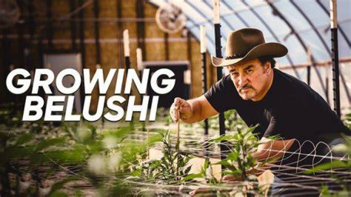 Who Is Chris Karakosta On Growing Belushi?